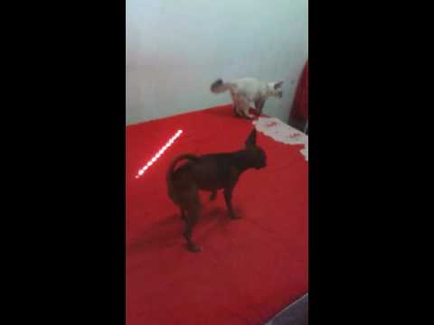 Cachorro e gato brincando
