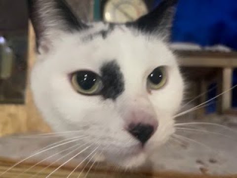 Live webcam view of Feral Cat Family Backyard Condo