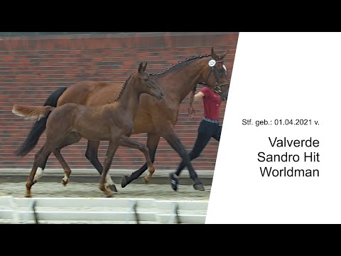 Stf v Valverde x Sandro Hit x Worldman 2021