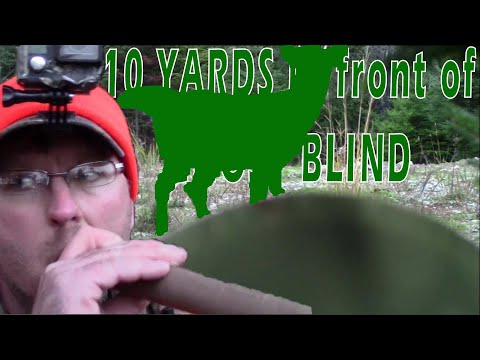 BUCK ONLY 10 YARDS in front of GHOST BLIND!