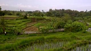 preview picture of video 'View Sawah di Bali'