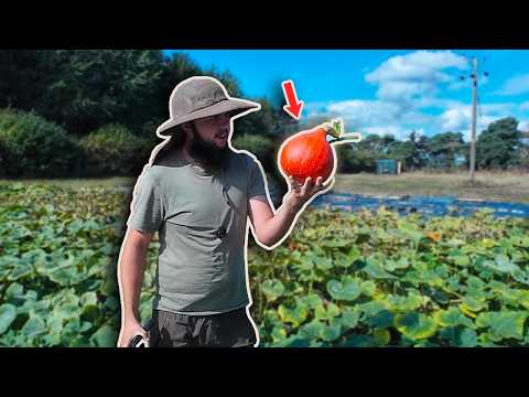 Abundant Harvest Awaits! 🎃 | Exploring My 1 Acre Market Garden
