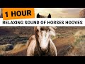Relaxing Sounds Of Horses Hooves 1 Hour Clip Clop Ambience For Sleep Relaxation Meditation