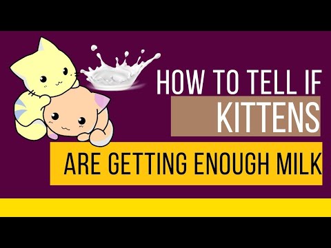 How to Tell If Kittens Are Getting Enough Milk?