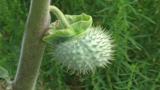 Top 10 Plants That Can Kill You