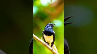 Download lagu Burung Murai Batu Timur Membutuhkan Fokus, Belajar & Pelepas Stres | Bird Melodies mp3 Download lagu Burung Murai Batu Timur Membutuhkan Fokus, Belajar & Pelepas Stres | Bird Melodies mp3
