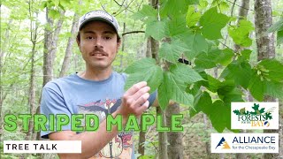 Tree Talk: Striped Maple