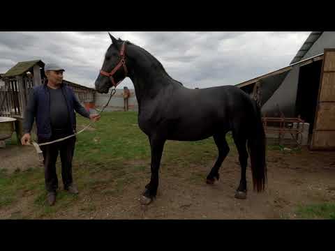 Armăsarul lui dl. Cristea Nicu de la Bogei - Bihor