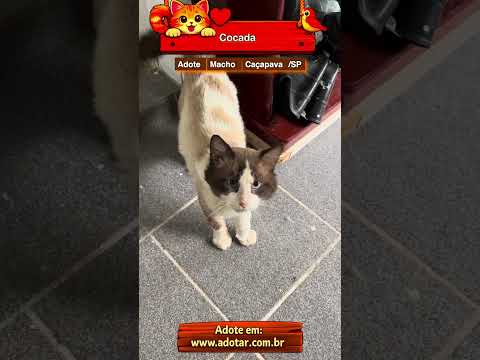 Vídeo de Cocada