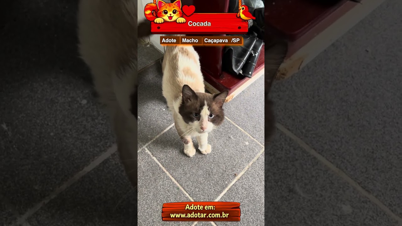 Gato raça SRD-ViraLata idade 5 anos nome Cocada