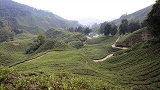 Top Things to Do in the Cameron Highlands, Malaysia