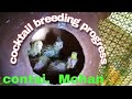 contai / cocktail breeding progress/ Mohan birds from/ 9/03/2022