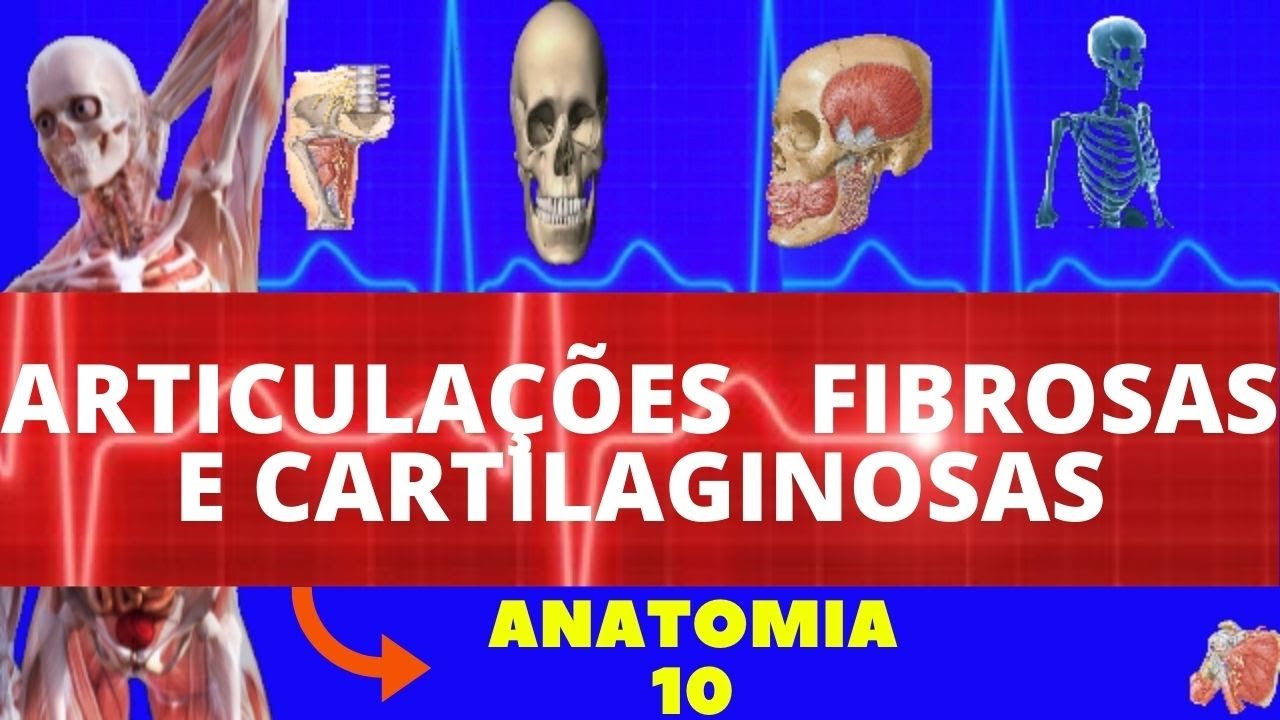ARTICULAÇÕES  FIBROSAS E CARTILAGINOSAS - ENTENDA A ANATOMIA DAS ARTICULAÇÕES