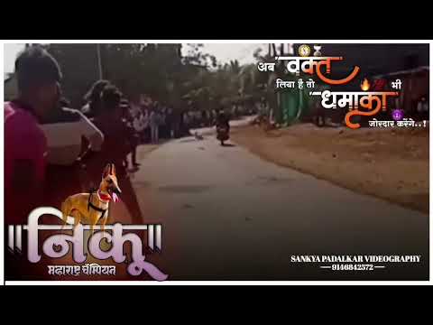 Dog reacing fan niku