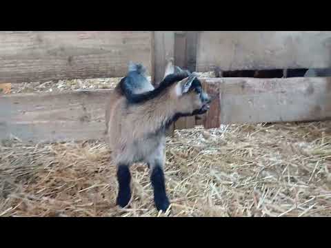 Tiny female pygmy goats for sale €300 - Image 2