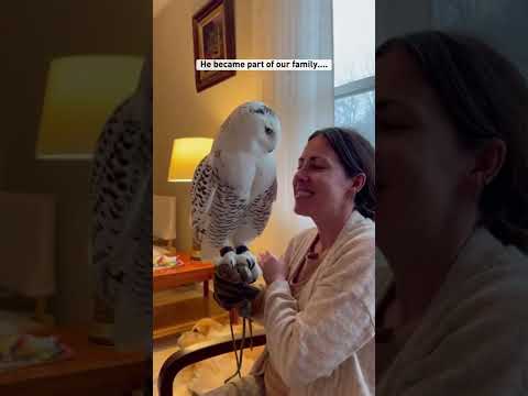 A Tiny Snowy Owl Was Screaming Under A Red Fox's Teeth #fox #rescue #shorts