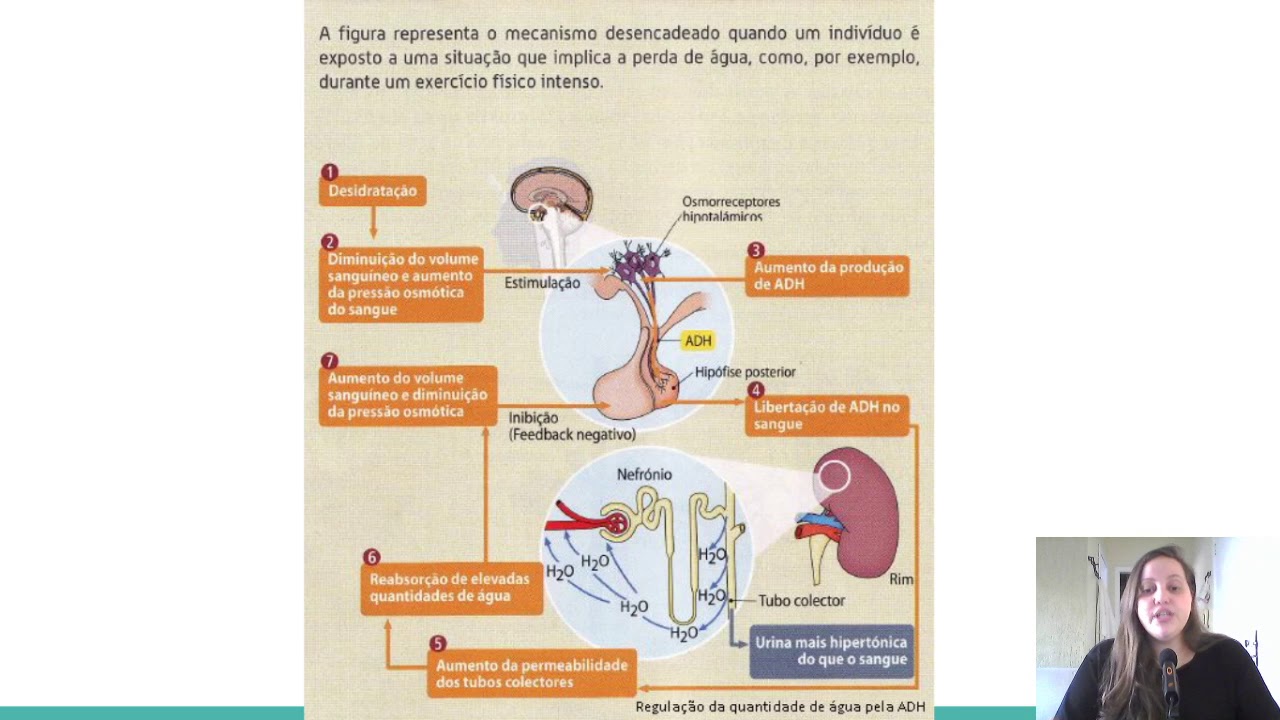 HORMONIO ADH - VASOPRESSINA (NEURO-HIPÓFISE)