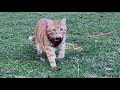 Watch Mr Milo The Cute Orange Tabby Cat Demonstrate The Original Catwalk Mrmilosadventures
