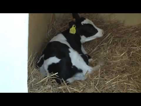 EDRIE "Zwartbontekoej "