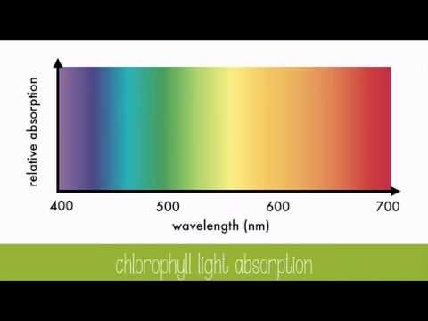 Leaf Pigments and Light