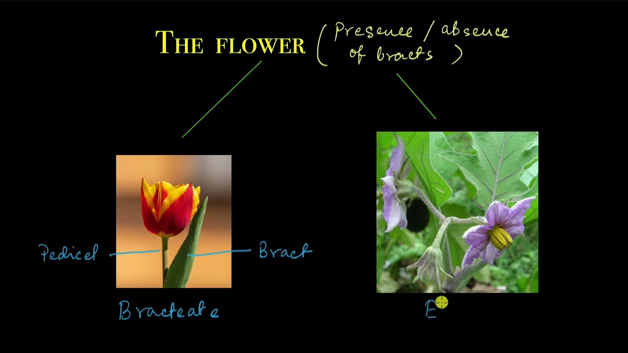 The flower | Morphology of flowering plants | Biology | Khan Academy