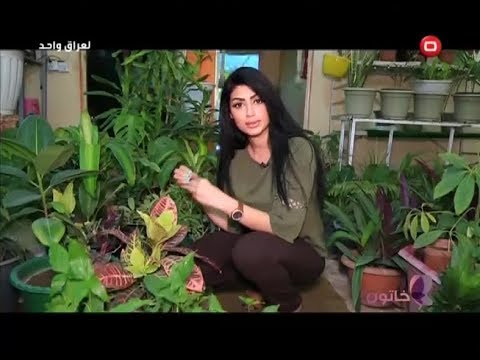 , title : 'اهمية وانواع النباتات الظلية داخل البيت العراقي'