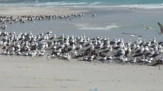 preview picture of video 'Lokkeja ja tiiroja / Gulls and terns / Oman 2011'