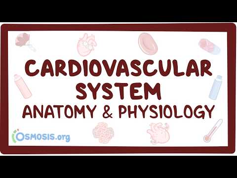 Giải phẫu và sinh lý học hệ tim mạch (Cardiovascular system anatomy and physiology)