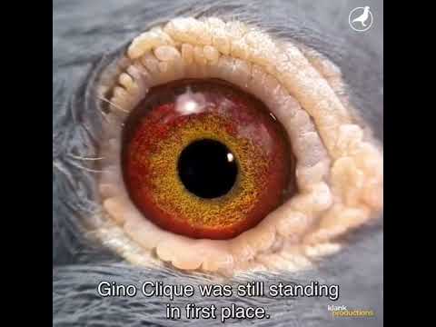 Wim & Steven De Troy