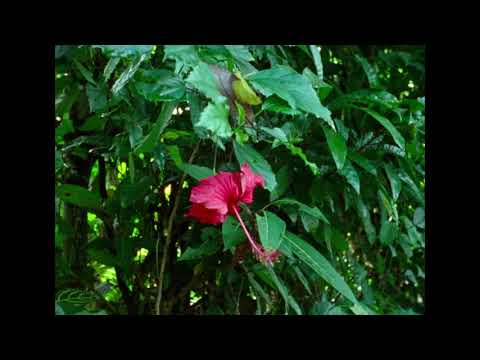 FNC 2025 | Hair, Paper, Water... (Trương Minh Quý, Nicolas Graux)