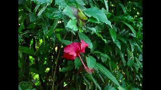 FNC 2025 | Hair, Paper, Water... (Trương Minh Quý, Nicolas Graux)