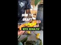 How to graft loquat, with results! By Bosesgreenlife