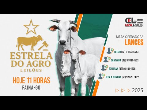 LEILÃO GADO DE CORTE ESTRELA DO AGRO LEILÕES | FAINA-GO 19/11/2025.