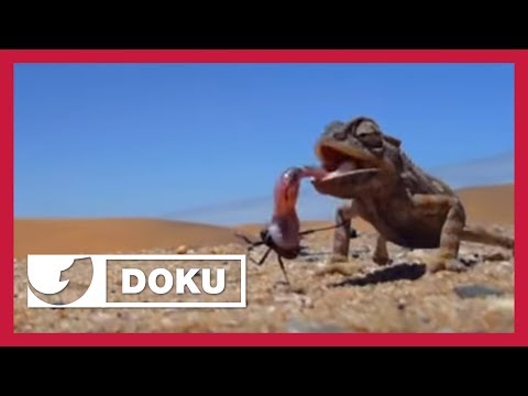 So ist das Leben zwischen 50 Grad Plus und minus Graden in der Nacht | Doku