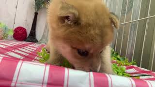 ハーフ犬の動画01