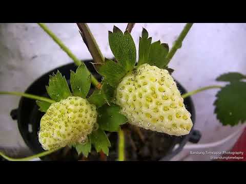 Fruiting Strawberries Timelapse