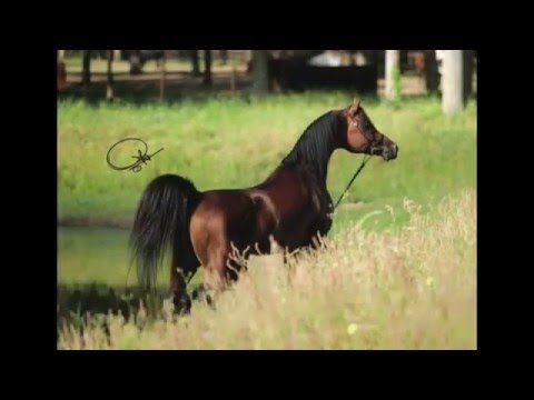 FS Bengali daughter for sale