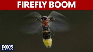 Download lagu Firefly boom across tri-state area mp3 Download lagu Firefly boom across tri-state area mp3