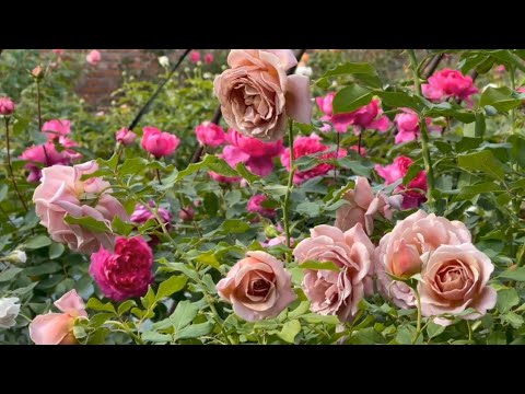 The most beautiful Flowers collection for Relaxation.Amazing flowers.Relaxing miusic.