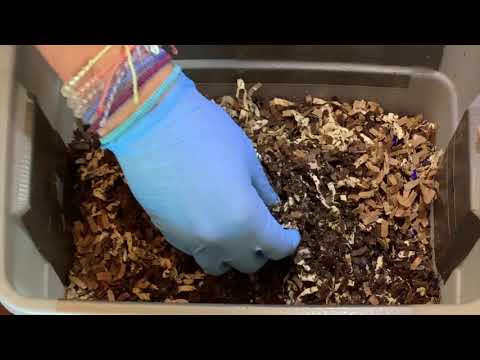 50-100 Red Wigglers Producing Castings & Thriving in Tiny WormBin Feeding #10 Vermicompost Worm Farm