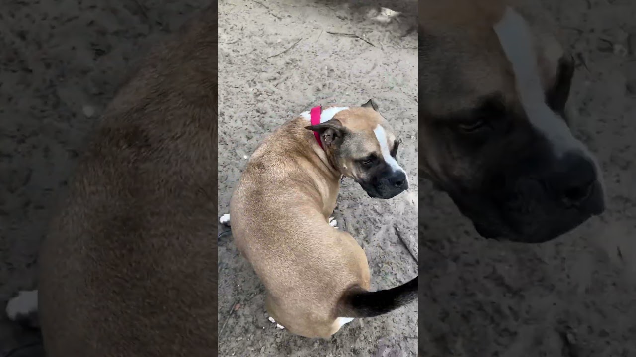 Enlarge Cowboy, a Adoptable mixed breed in Port Charlotte, FL video 6/6