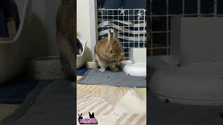 ごちそうさま🐇