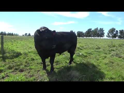 Lote Toros, Lavalleja