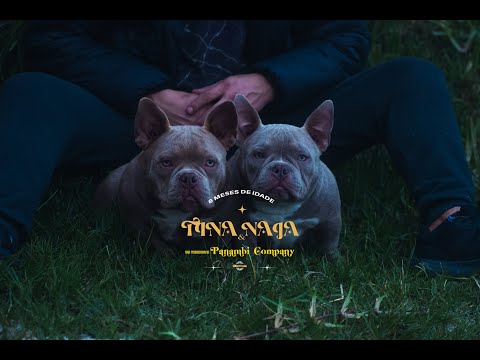 Tina e Naja / AMERICAN BULLY / RENAN / FLORIANOPOLIS