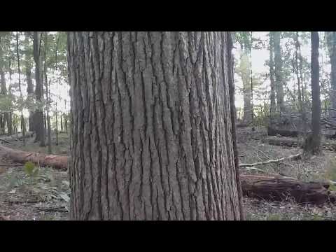 image-How can you tell a swamp white oak?