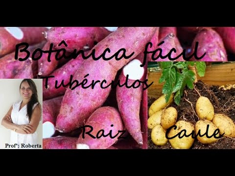 Botânica Fácil. Raiz tuberosa x caule tuberoso.