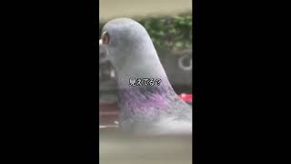 油断したハト。ノーカット版