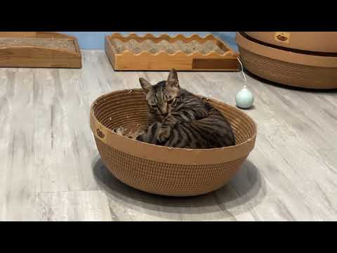 【蕉來媽】 樂缸45號 添加纈草粉