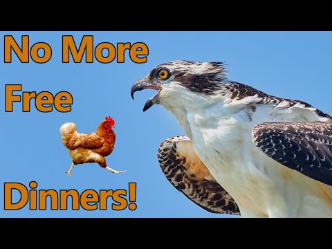 How to Prevent Hawks from Eating Chickens!