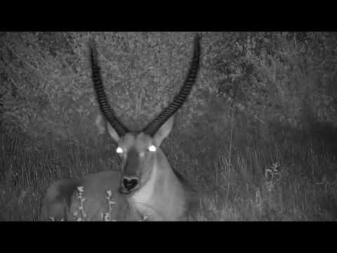 Djuma: Waterbuck bull resting off the side of the road - 20:49 - 03/16/2023